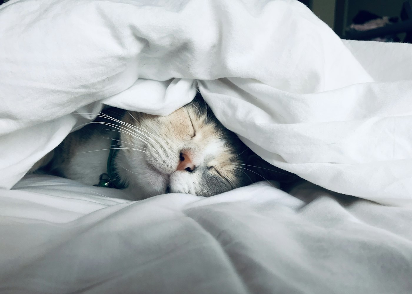 Kassi Villa Cat Hotel — Sleeping area