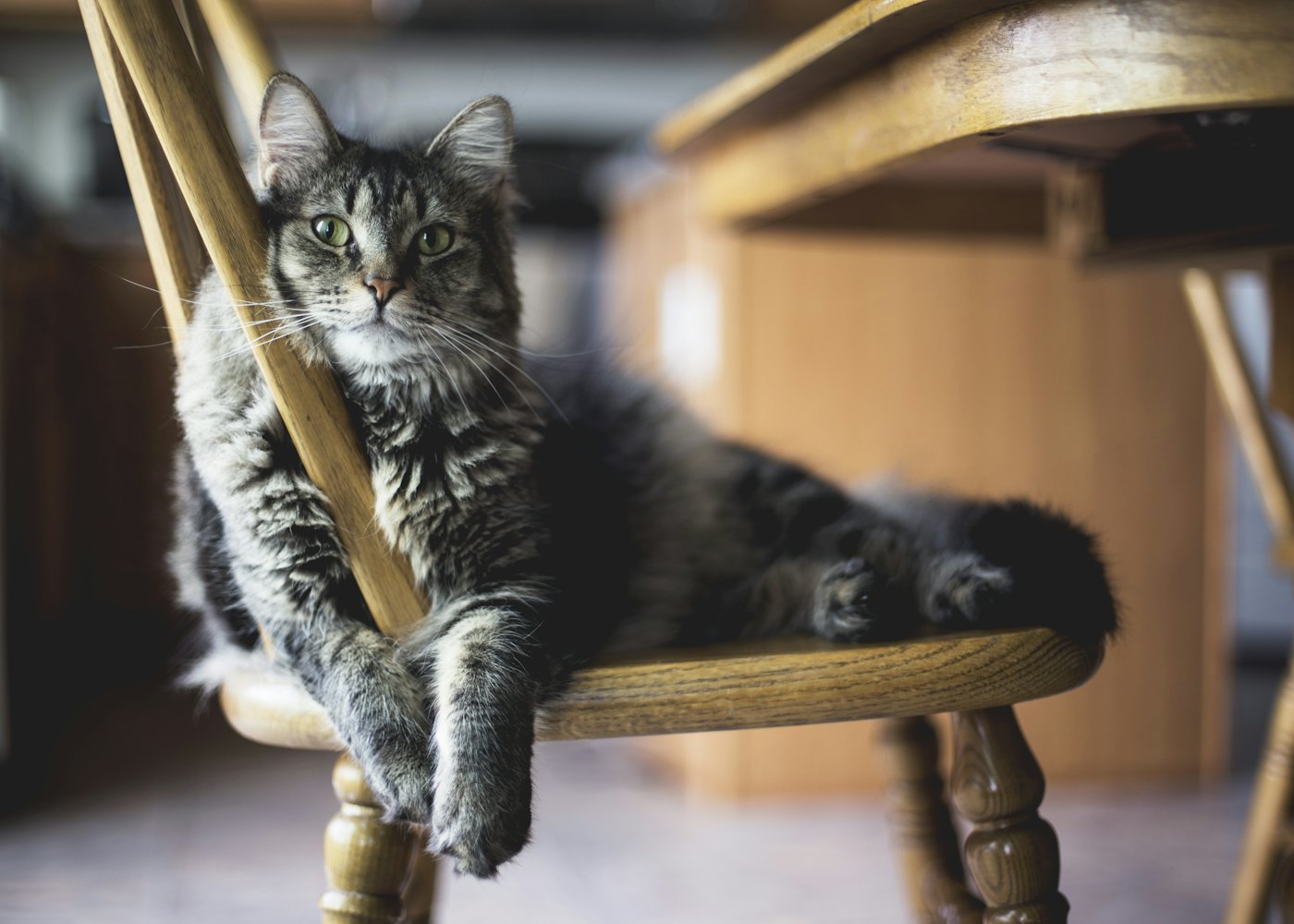 Kassi Villa Cat Hotel — Suite lounge