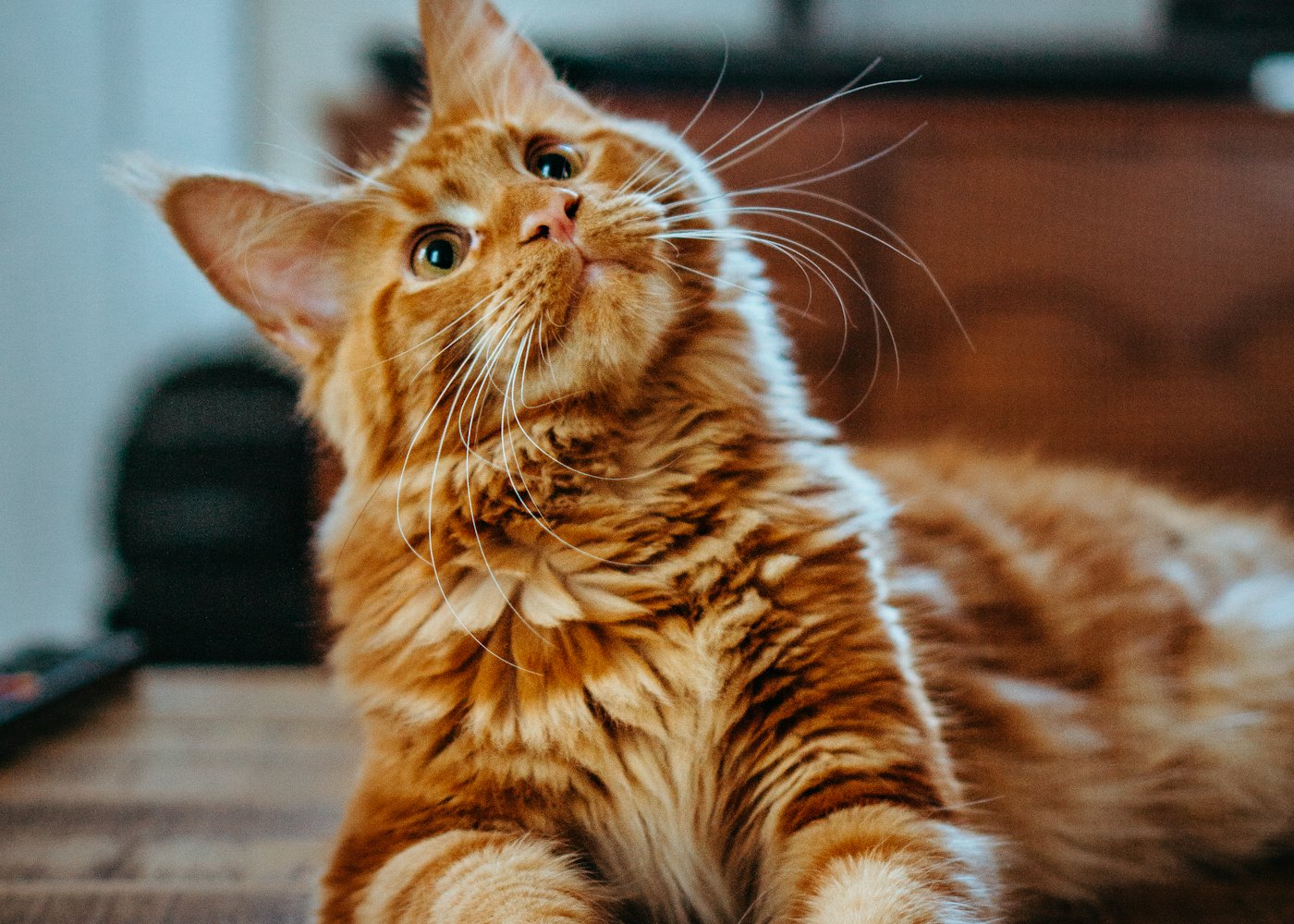 Bunny & Whiskers Studio — Pet corner