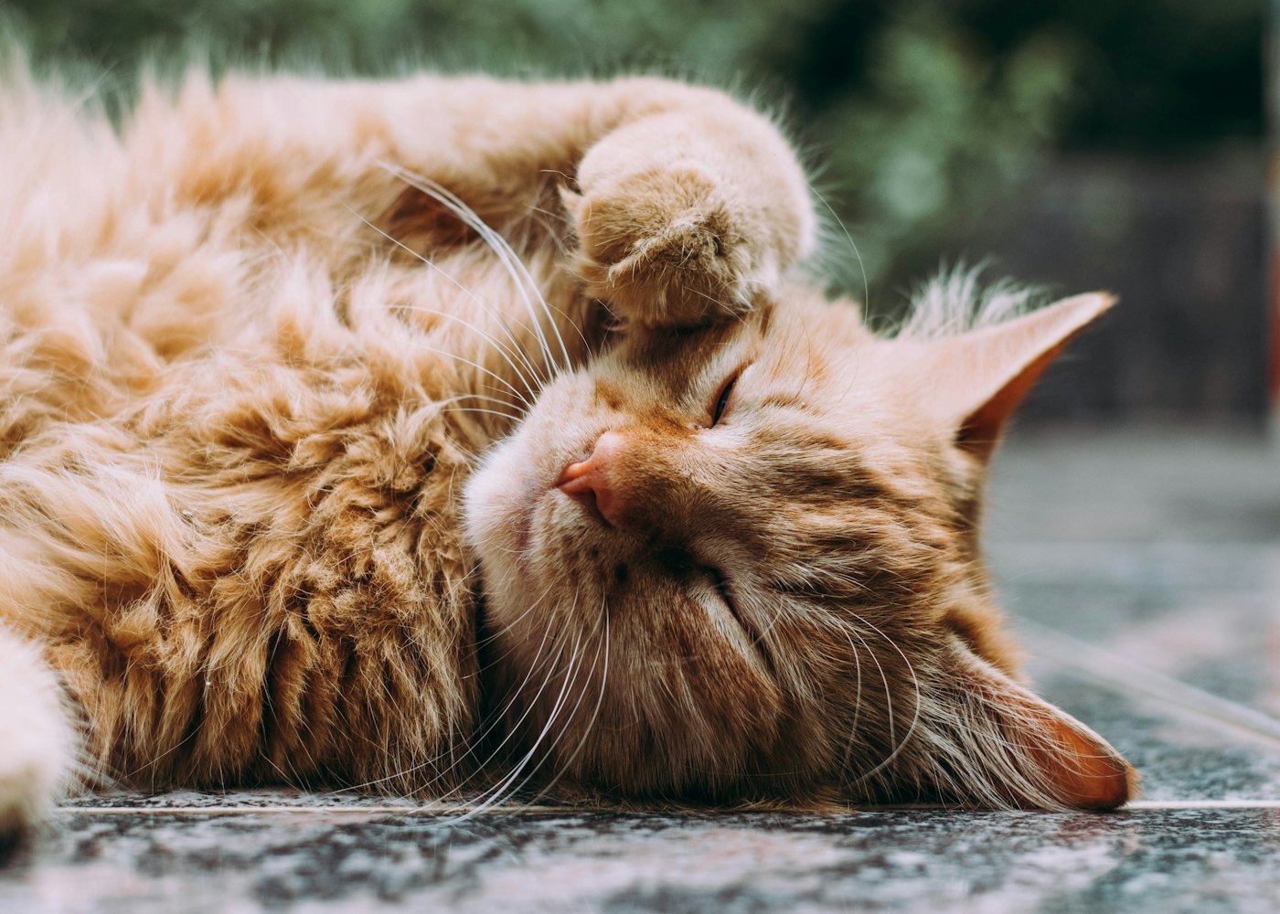 Old Town Pet Loft — Sunny corner