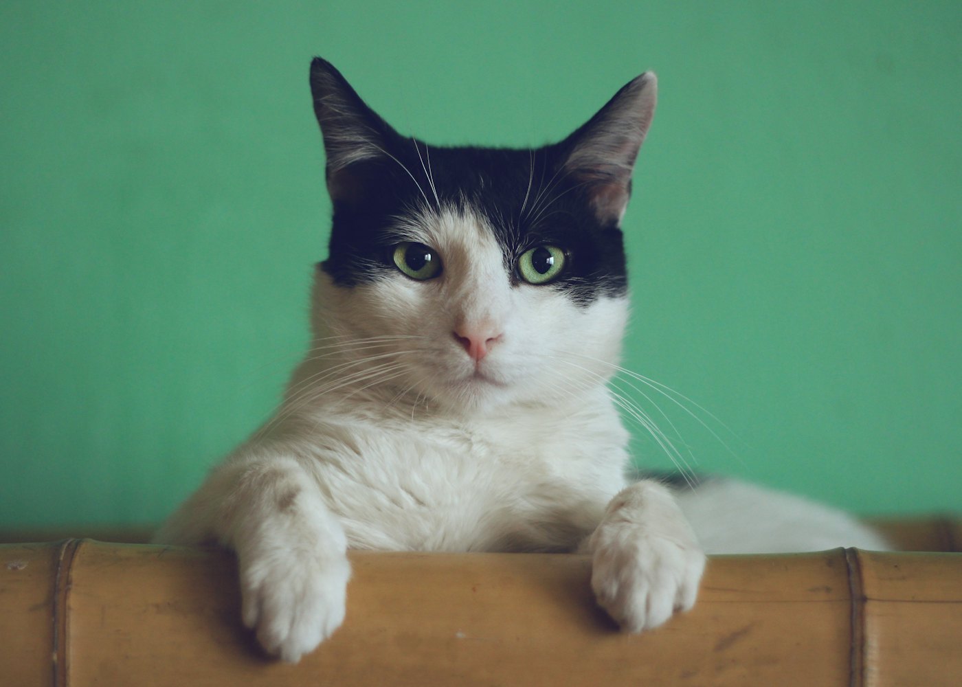 Kalamaja Cat Nook — Window perch