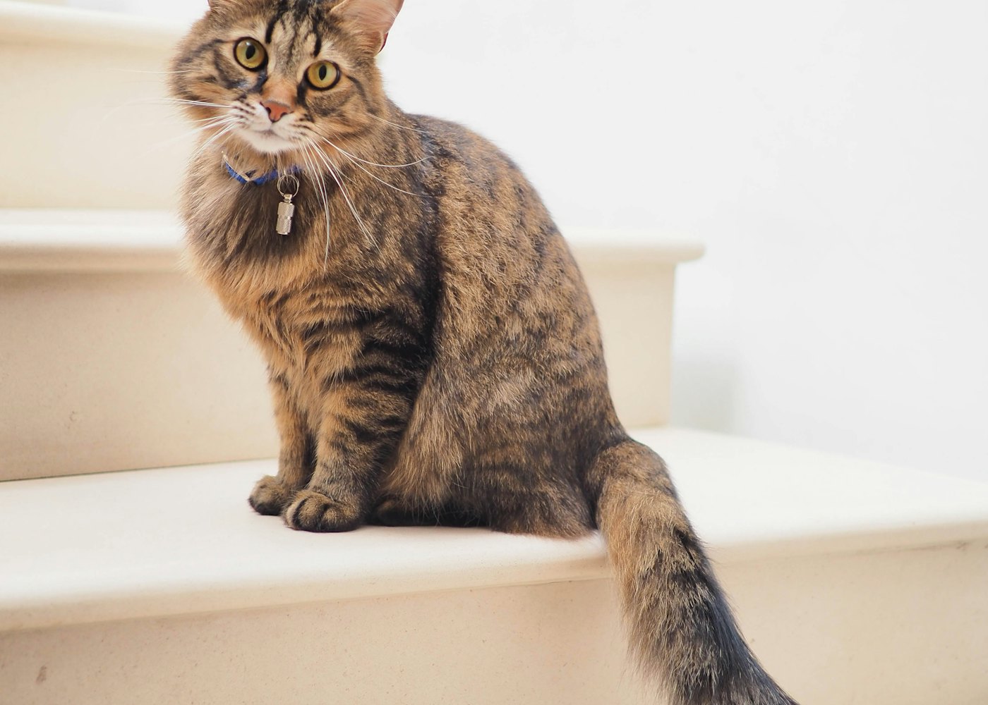 Kalamaja Cat Nook — Cat room