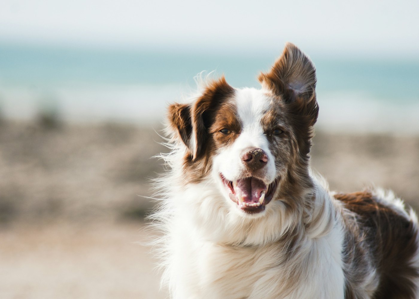 Seaside Paws Retreat — Pärnu beach