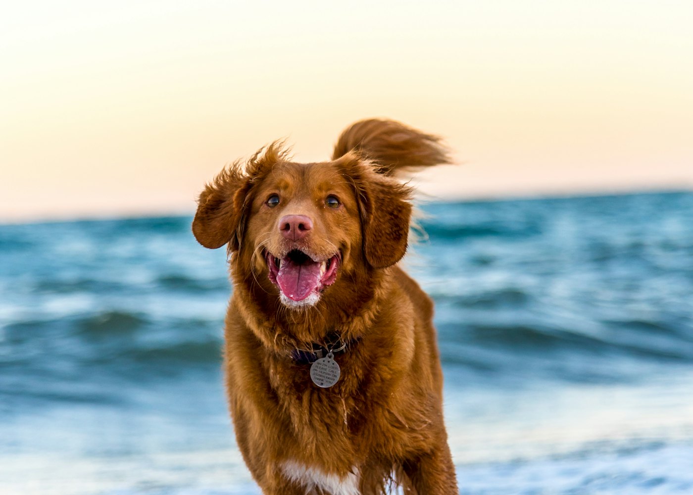 Seaside Paws Retreat — Beach walks