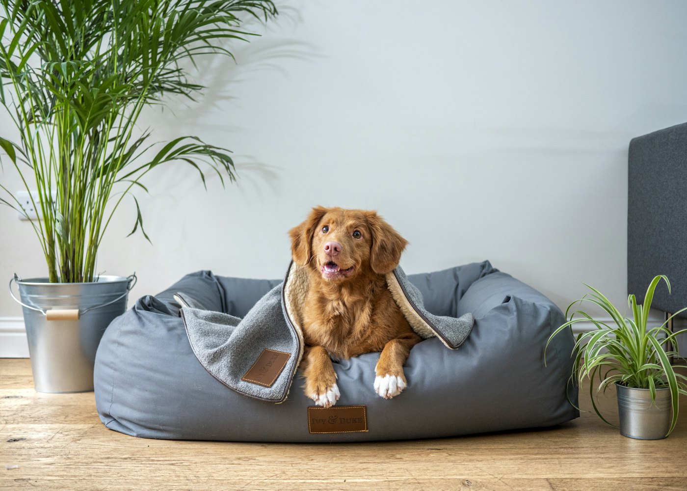 A dog relaxing in a bright pet room