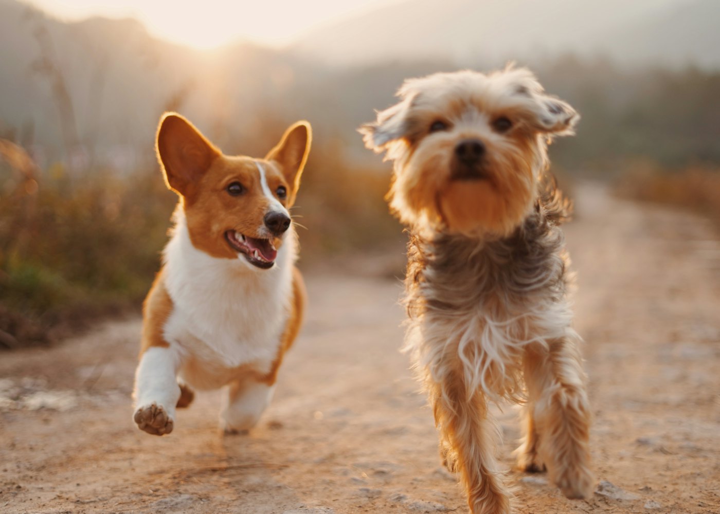 Harbour Hound Hotel — Play time