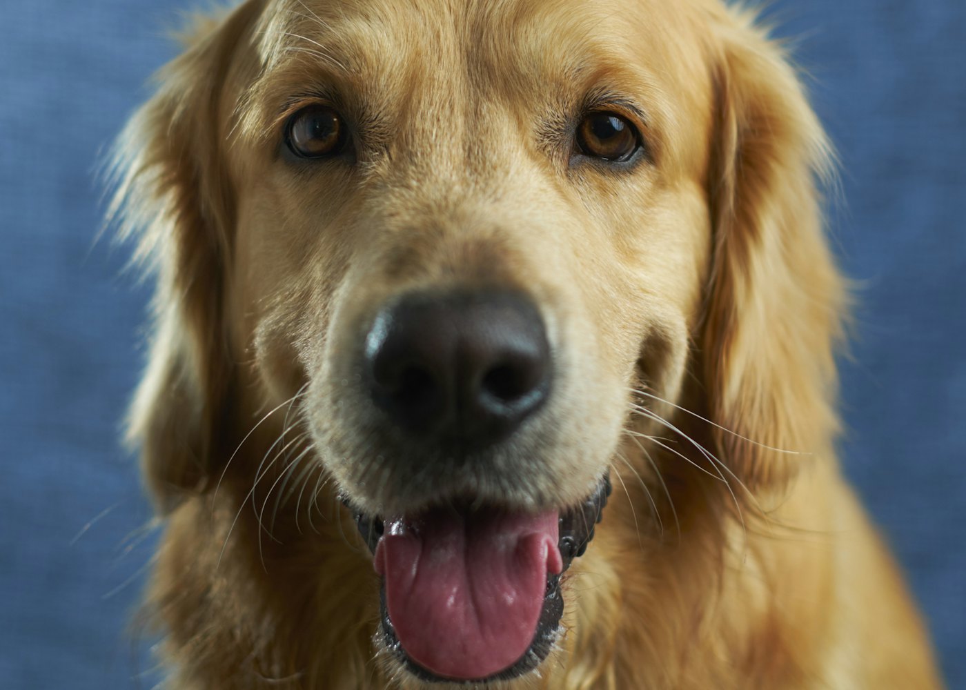 Cozy Dog Apartment — Resident guest