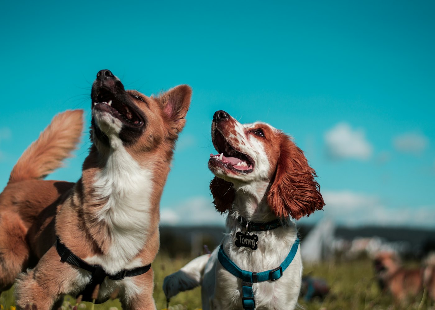 Harbour Hound Hotel — Group play yard