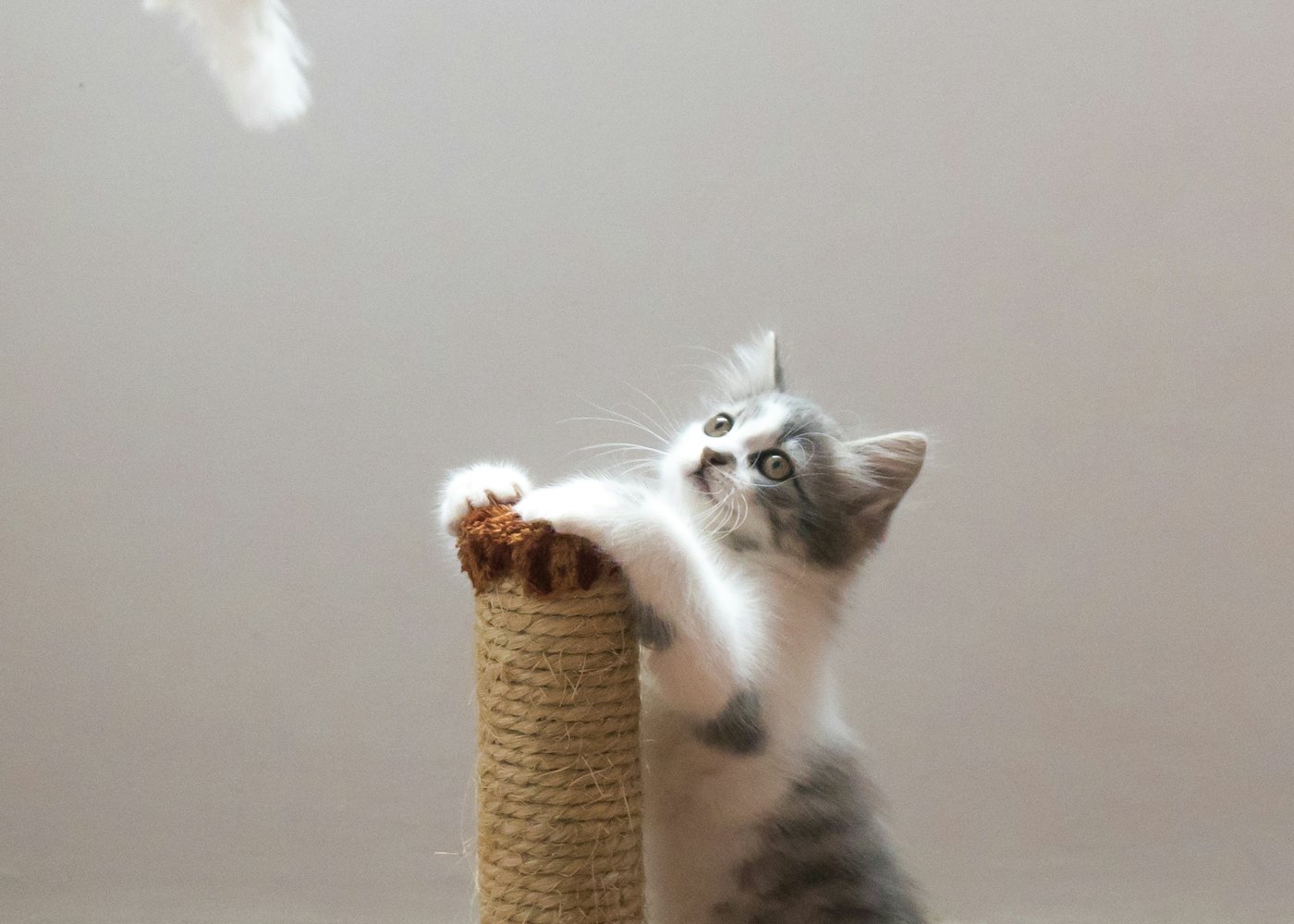 Kassi Villa Cat Hotel — Climbing room