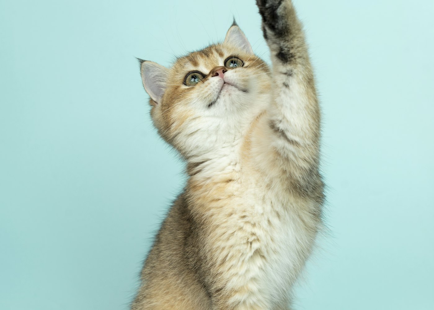 Bunny & Whiskers Studio — Play time