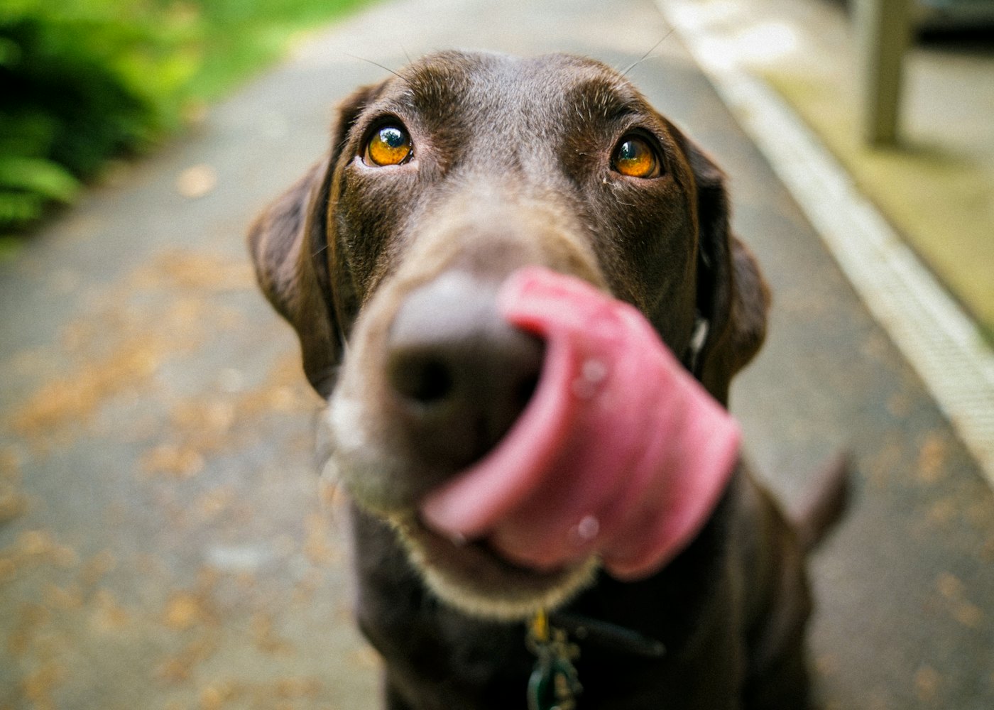 Cozy Dog Apartment — Walk route